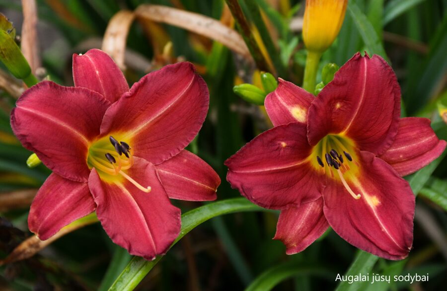 Viendienė (Hemerocallis) 'Trixie Delight'