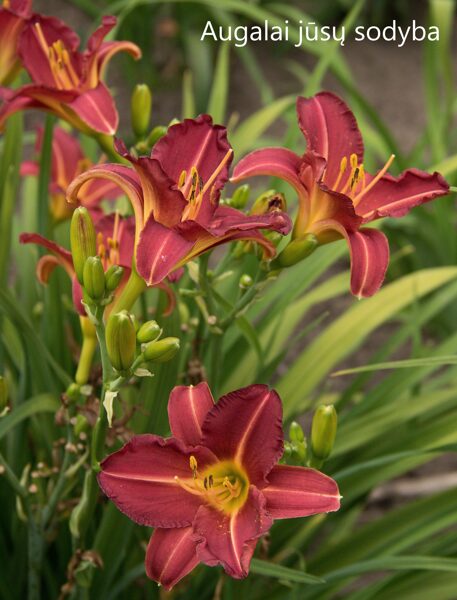 Viendienė (Hemerocallis) 'Trixie Delight'