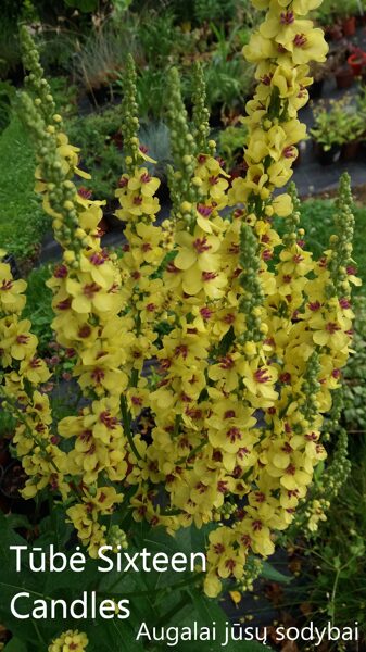 Tūbė (Verbascum chaixii) 'Sixteen Candles'