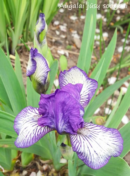 Vilkdalgis (Iris) 'Twink'