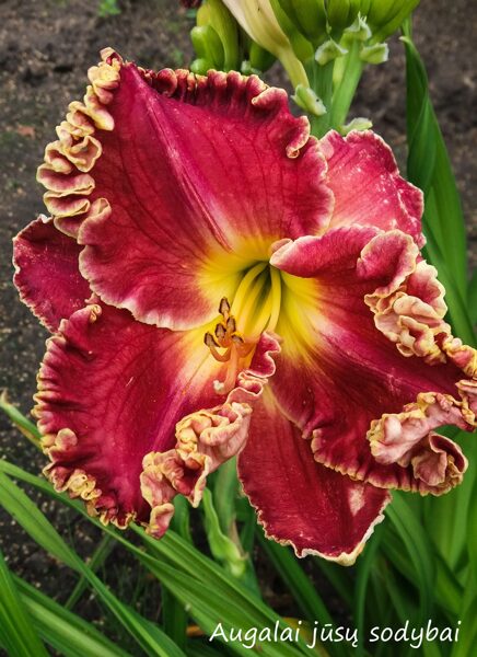 Viendienė (Hemerocallis) 'Tylus Rugpjūtis'