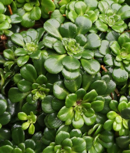 Uolaskėlė (Saxifraga x urbium var. primuloides)