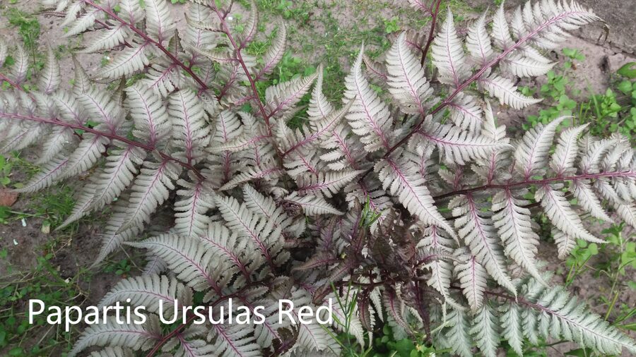 Blužniapapartis (Athyrium niponicum var. pictum) 'Ursula's Red'