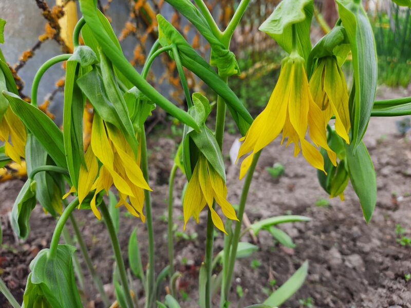 Stambiažiedė uvularija (uvularia grandiflora)