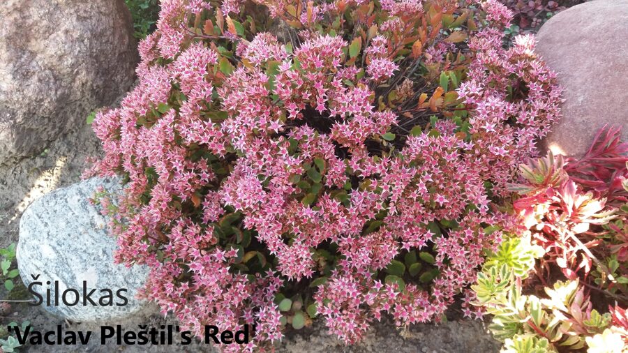 Tuopalapis šilokas (Sedum populifolium) 'Vaclav Pleštil's Red'