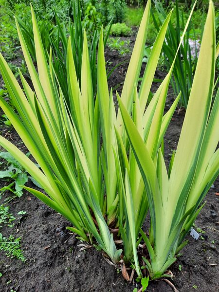 Geltonasis vilkdalgis (Iris pseudacorus) ‘Variegata'