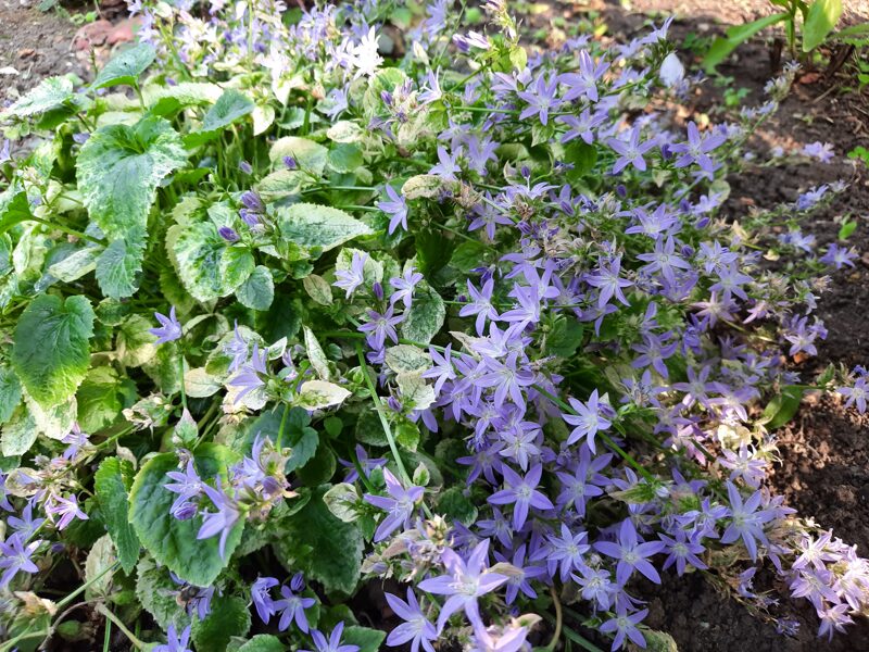 Išdrikasis katilėlis (Campanula poscharskyana) 'Variegated'