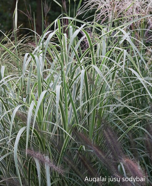 Kininis miskantas (Miscanthus sinensis) 'Variegatus'