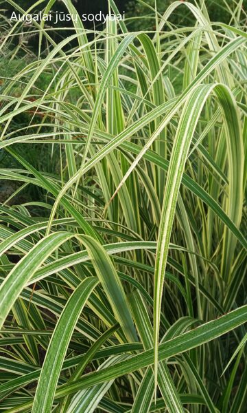Kininis miskantas (Miscanthus sinensis) 'Variegatus'