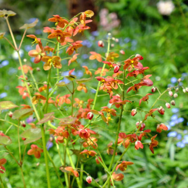 Variuotasis epimedis (Epimedium x warleyense)