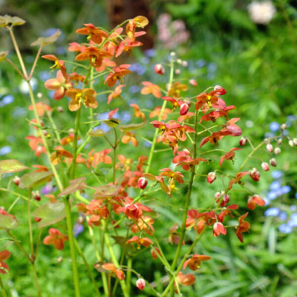 Variuotasis epimedis (epimedium x warleyense)