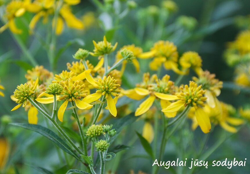 Verbesina alternifolia 