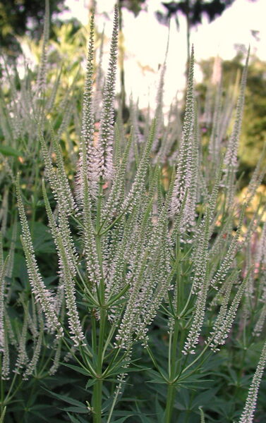 Veronikūnas virgininis (Veronicastrum virginicum) 'Alboroseum'