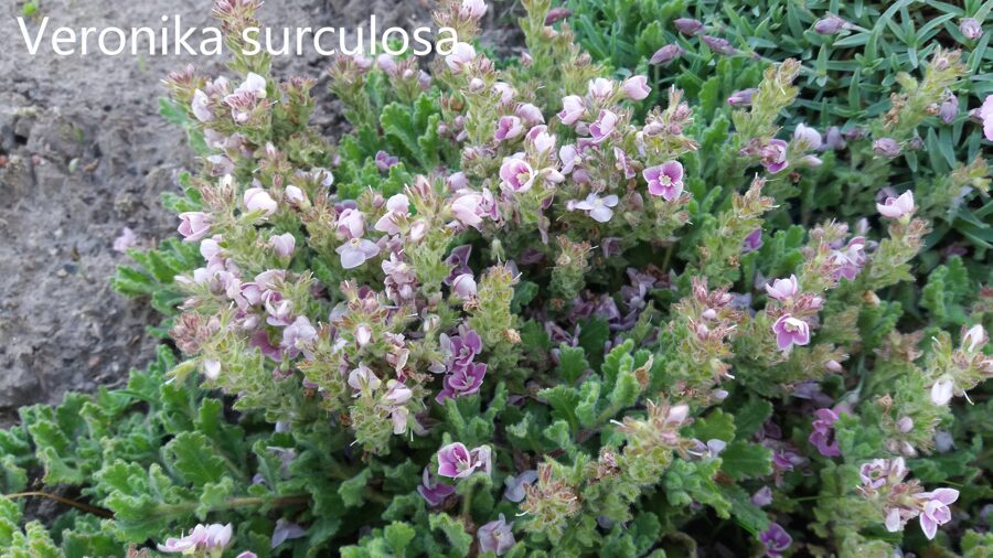 Veronika (Veronica pectinata) 'Rosea'