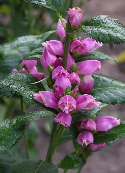 Vėžlūnė plačioji (Chelone obliqua)