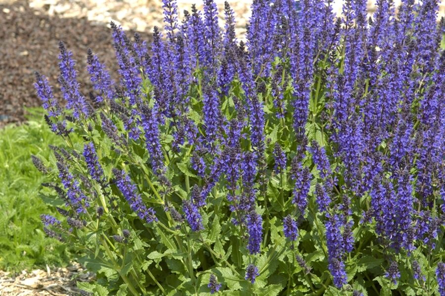 Gojinis šalavijas (Salvia nemorosa) 'Viola Klose'