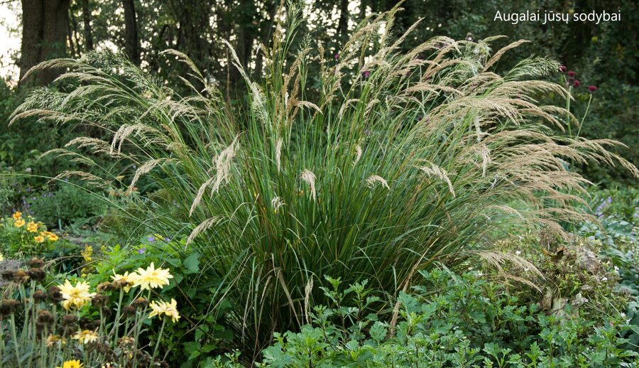 Virblė (Achnaterum calamagrostis)