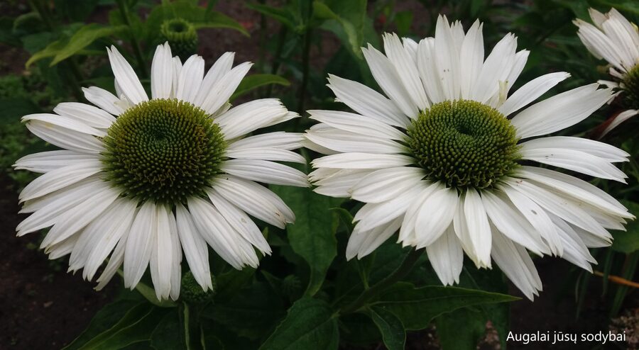 Ežiuolė rausvažiedė (Echinacea purpurea) 'Virgin'