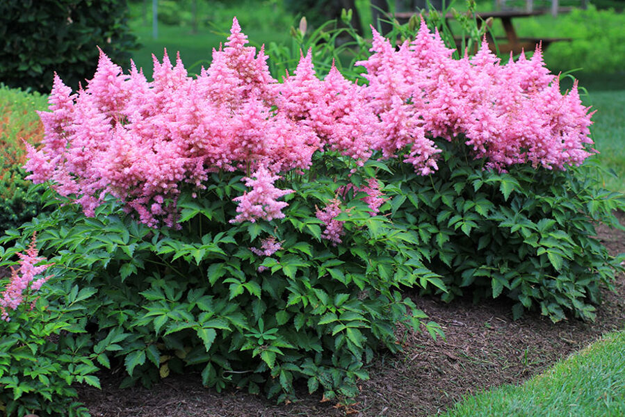 Astilbė kininė (Astilbe chinensis) 'Vision in Pink'