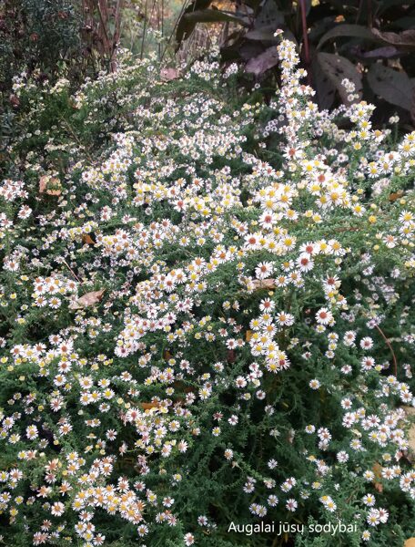 Erikinis astras (Aster ericoides) 'Weisser Zwerg'