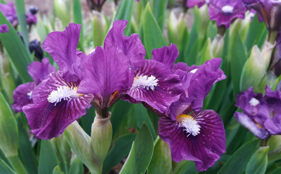 Vilkdalgis (Iris) 'Wise'