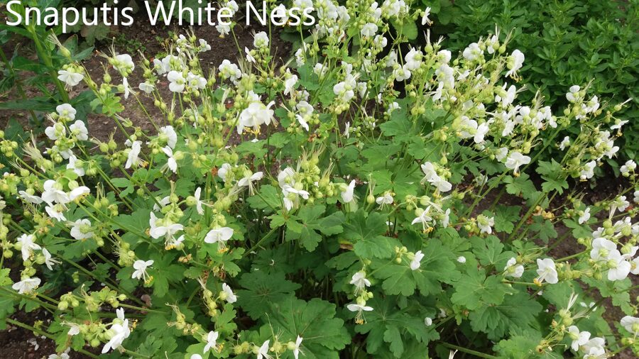 Stambiašaknis snaputis (Geranium macrorrhizum) 'White Ness'