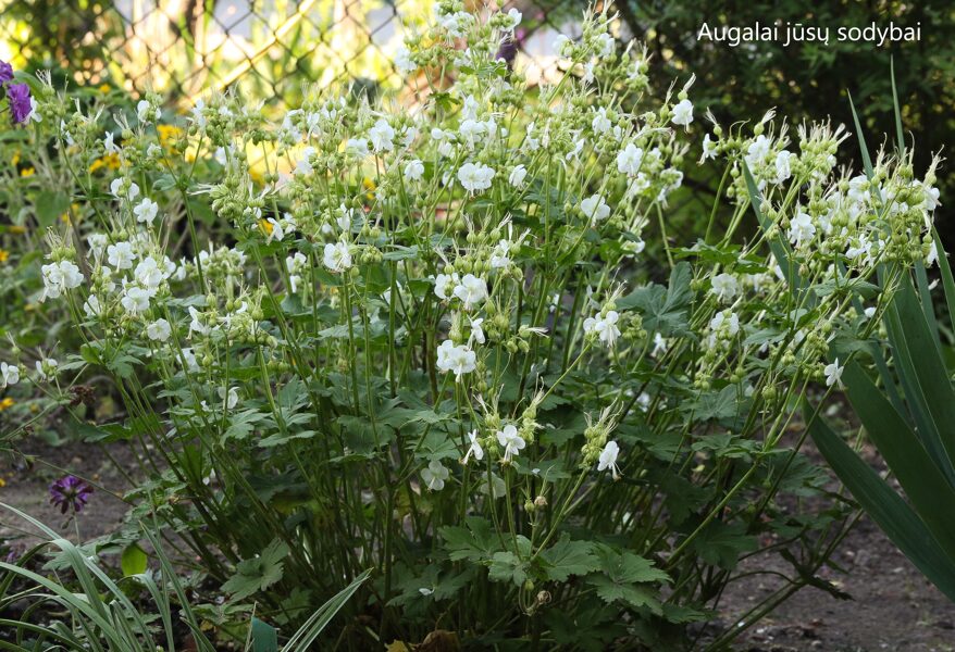 Stambiašaknis snaputis (Geranium macrorrhizum) 'White Ness'
