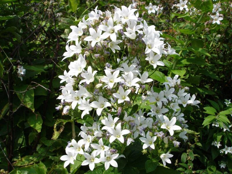 Baltažiedis katilėlis (Campanula lactiflora) 'White Pouffe'