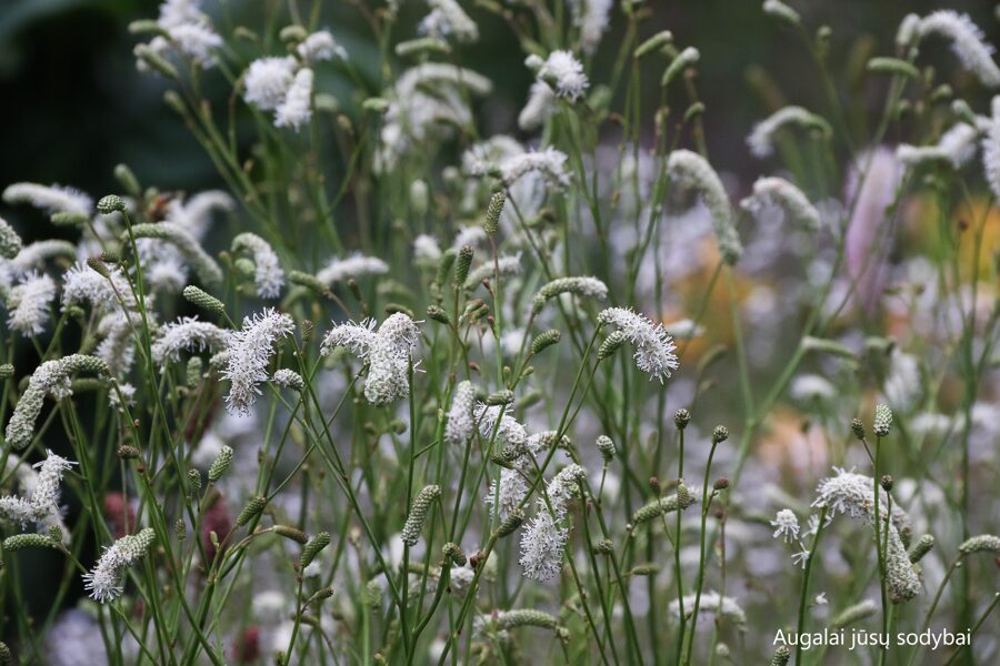 Vaistinė kraujalakė (Sanguisorba officinalis) 'White Tanna'