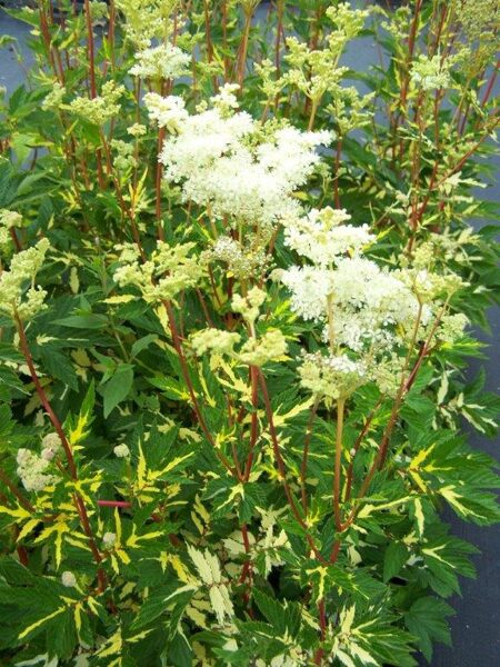 Vingiorykštė pelkinė (Filipendula vulgaris) 'Variegata'
