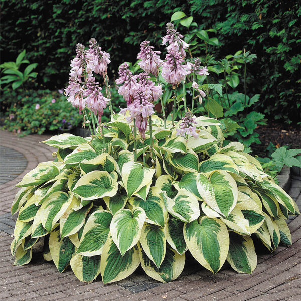 Melsvė (Hosta) ‘Wide Brim’