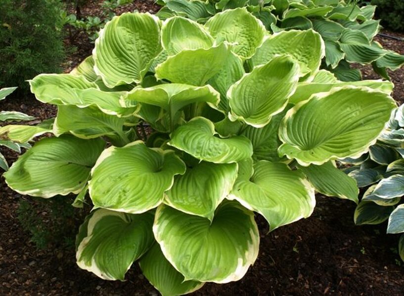 Melsvė (Hosta) 'Winter Snow'