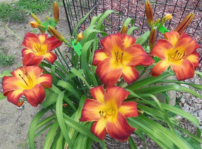Viendienė (Hemerocallis) 'Wispy Rays'