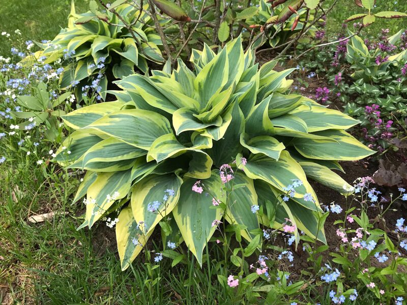 Melsvė (Hosta) 'Wolwerine'