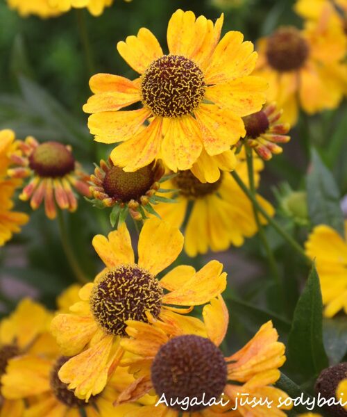 Saulainė (Helenium) 'Wyndley'