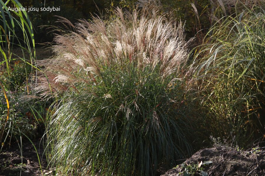 Kininis miskantas (Miscanthus sinensis) 'Yaka Dance'
