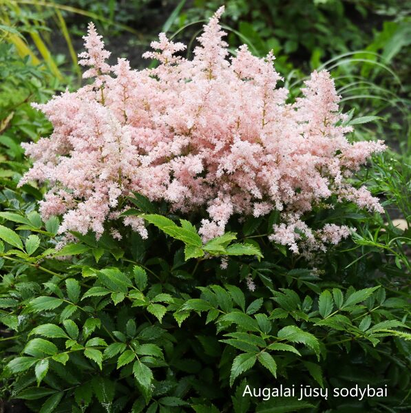 Astilbė (Astilbe) 'Younique Silvery Pink'