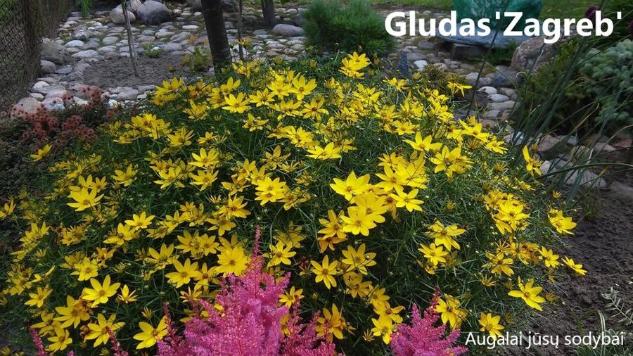 Gludas menturinis (Coreopsis verticillata) 'Zagreb'