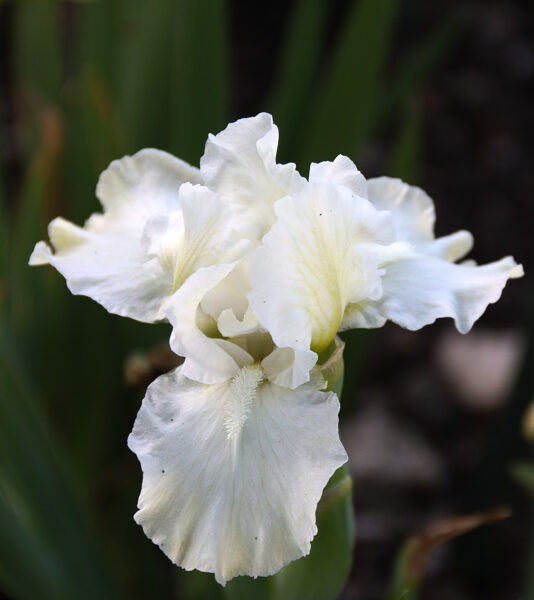 Vilkdalgis (Iris) 'Zero'