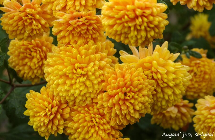 Chrizantema (Chrysanthemum) 'Zhar Pustyni'
