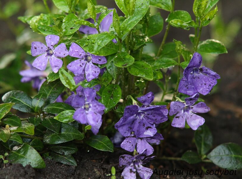 Žiemė mažoji (Vinca minor) 'Flower Power'