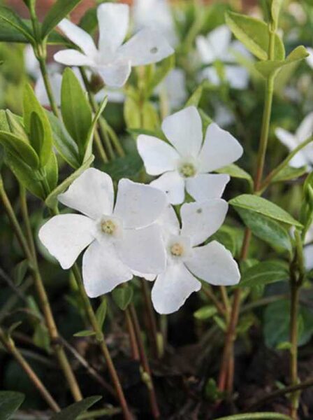 Žiemė mažoji (Vinca minor) 'White Power'