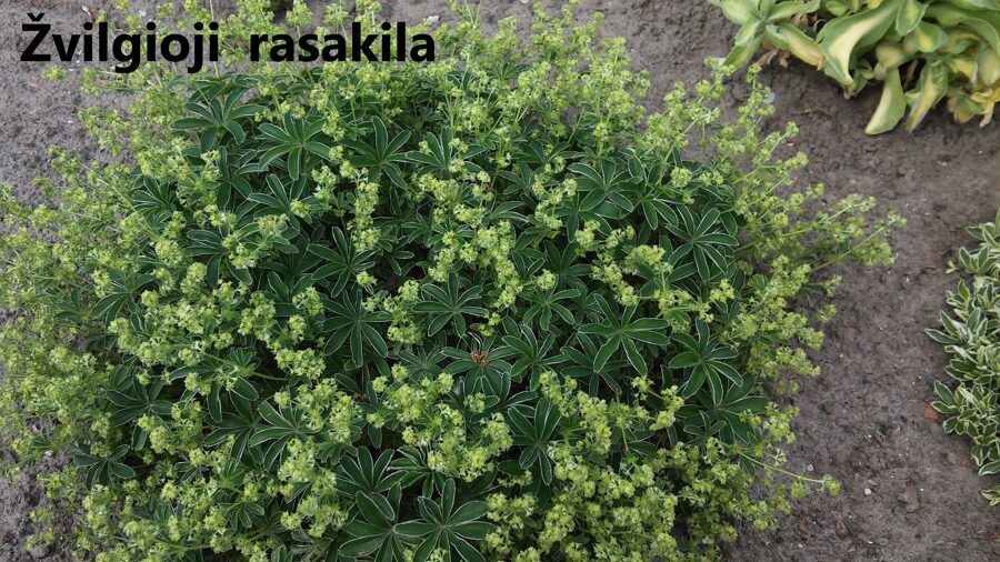 Alpinė rasakila (Alchemilla alpina)