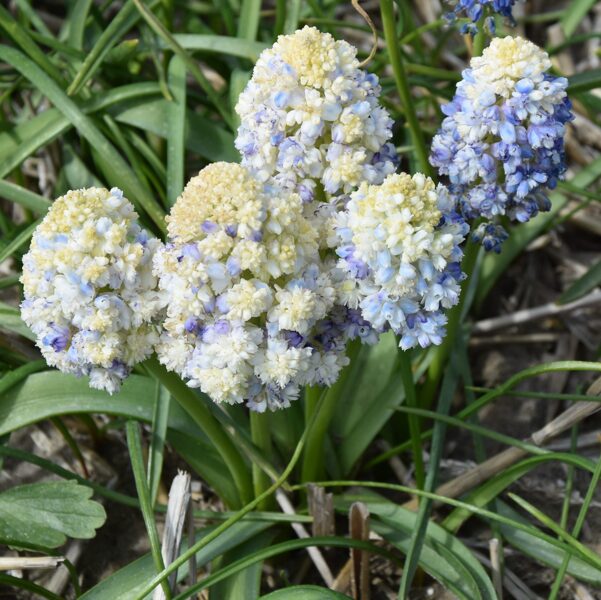Žydrė (Muscari) 'Double Beauty'