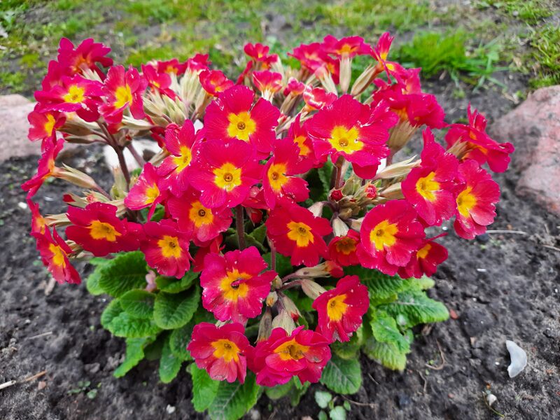 Raktažolė aukštoji (Primula elatior) nr.1