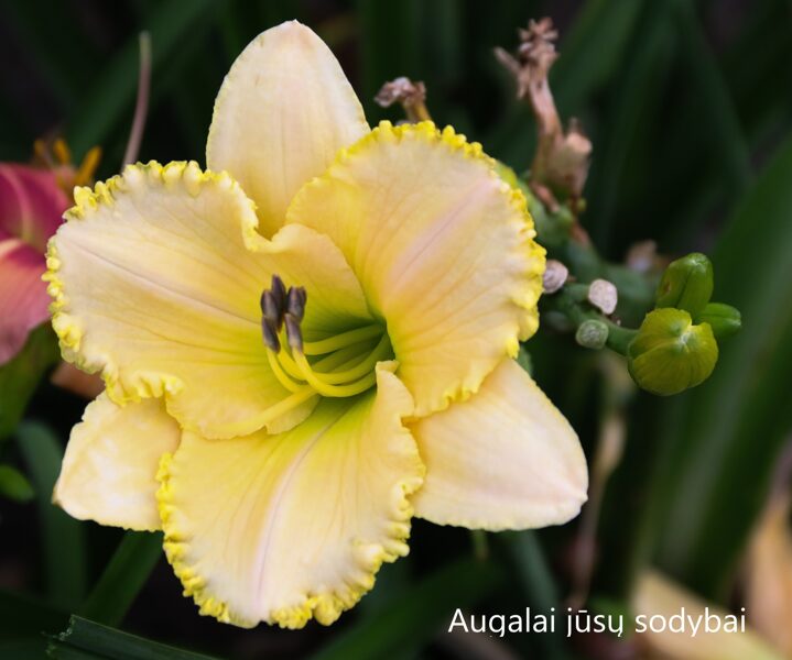 Viendienė (Hemerocallis) 'Bridgeton Fringed Fashion'
