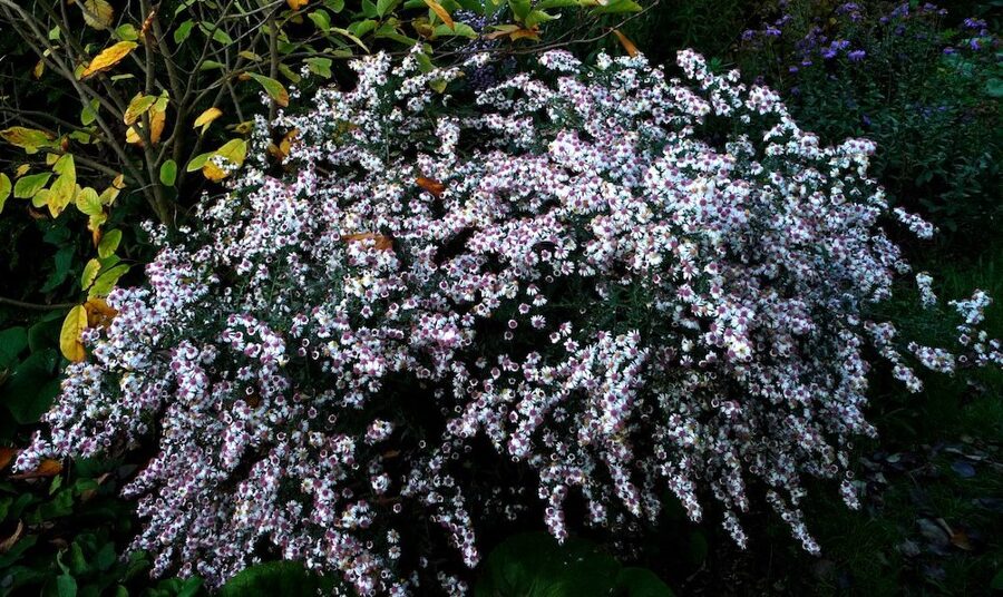 Vėlyvasis astras (Aster lateriflorus) 'Chloe'