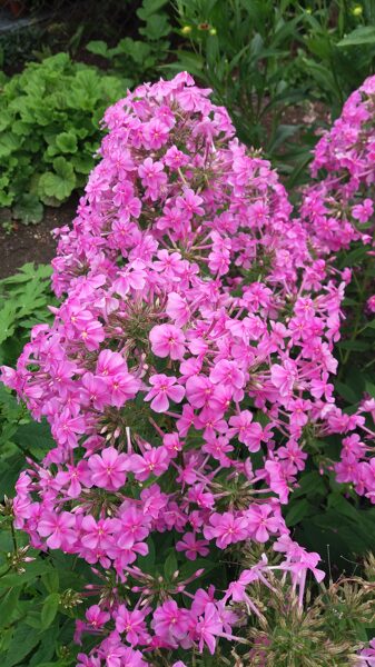 Flioksas (Phlox paniculata) 'Christine'