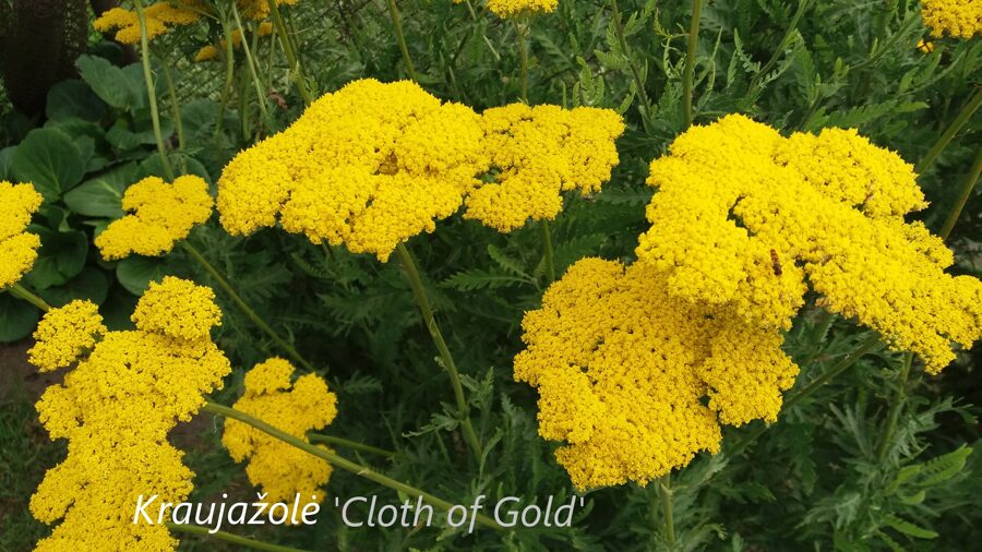 Vingiorykštinė kraujažolė (Achillea filipendulina) 'Cloth of Gold'