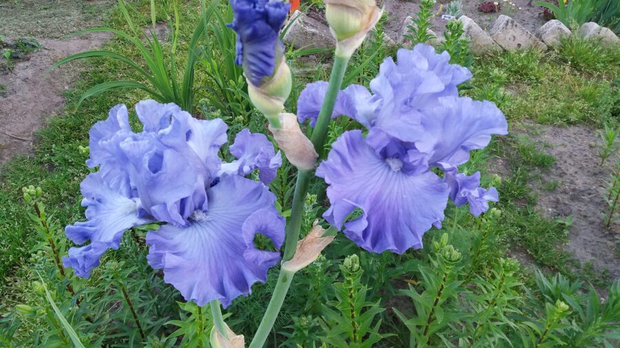 Vilkdalgis (Iris) 'Delta Blues'